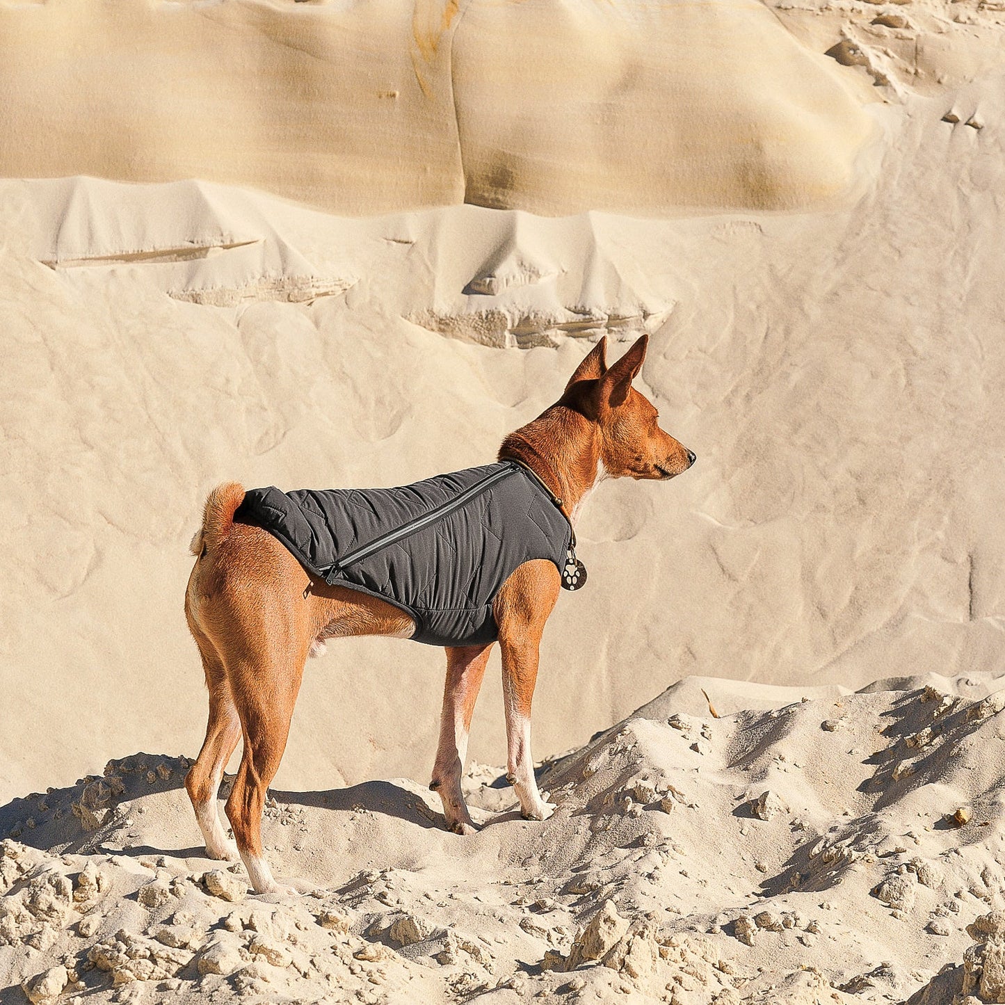 Sustainable Eco-Friendly Dog Jacket / Vest - Made in Ukraine