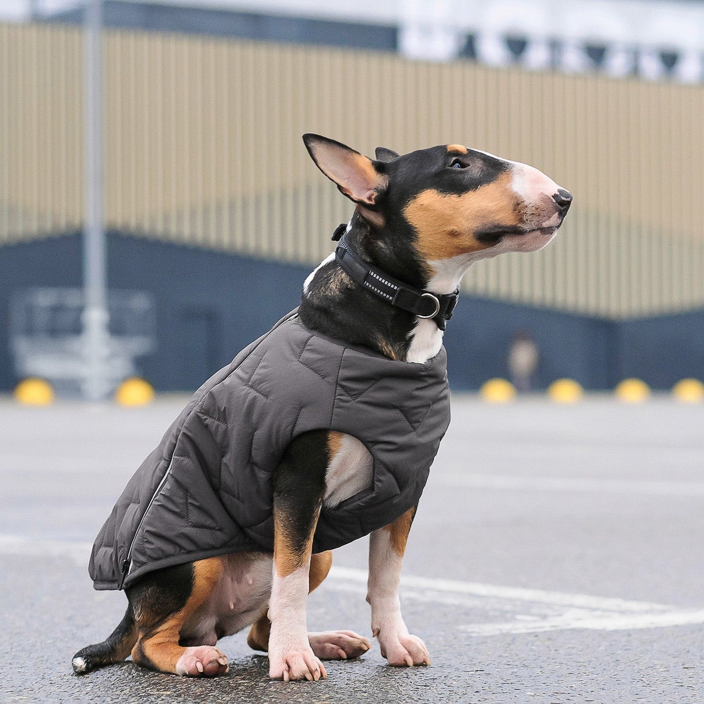 Sustainable Eco-Friendly Dog Jacket / Vest - Made in Ukraine