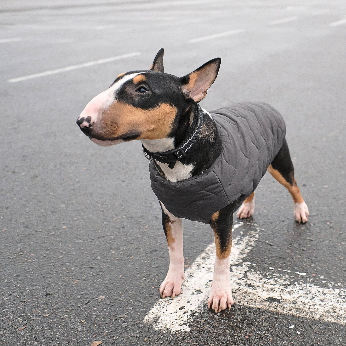 Sustainable Eco-Friendly Dog Jacket / Vest - Made in Ukraine